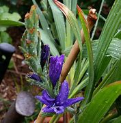 Image result for Babiana stricta Kew Hybriden