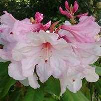 Image result for Rhododendron (AJ) Starstyle Pink