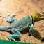 Image result for Cricket House for Lizards