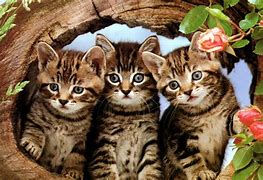Image result for Adorable Cats Screensaver