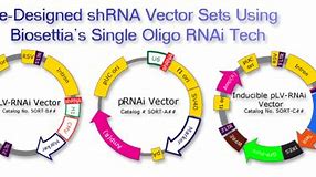 Image result for shRNA Vector