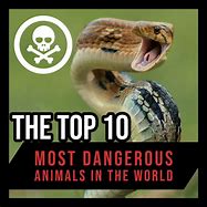 Image result for Top 10 Deadliest Animals in the World
