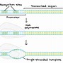 Image result for DNA Replication and RNA Transcription