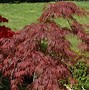 Image result for Bright Colored Maple Tree
