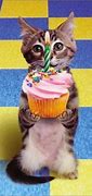 Image result for Funny Animal Happy Birthday Cat