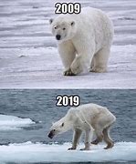 Image result for Ice Bear Meme