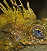 Image result for Forest Dragon Lizard