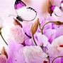 Image result for Butterfly Screensaver