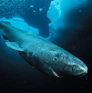 Image result for Greenland Shark Pinterest