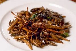 Image result for A Cricket Meal Main Course Idea