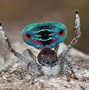Image result for Cute Real Spiders