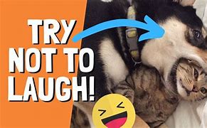 Image result for Funny Cats and Dogs Try Not to Laugh