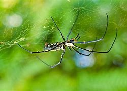 Image result for What Is the Biggest Spider in the World in Inches