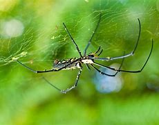 Image result for What Is the Biggest Spider