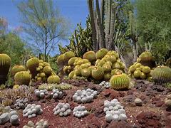Image result for Cactus Landscape