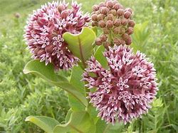 Image result for Milkweed Native to Virginia