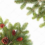 Image result for Christmas Tree Branches Stock-Photo