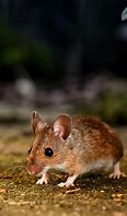 Image result for Little Mice