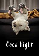 Image result for Cute Little Animals Good Night