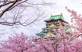 Image result for Cherry Blossom Sendai Park Osaka