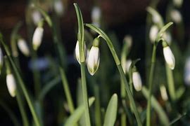 Image result for Galanthus nivalis Cornwood