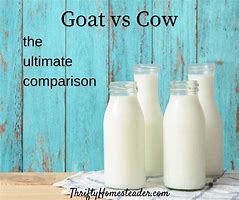 Image result for Cow vs Goat Milk