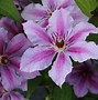 Image result for Clematis Girenas