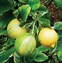 Image result for Citrus Plant