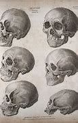 Image result for Different Races Skulls