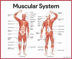 Image result for 11 Major Muscles of the Human Body