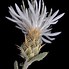 Image result for Centaurea pestalozzae