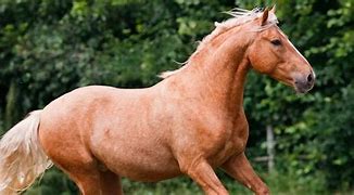 Image result for Azteca Horse Coat Colors