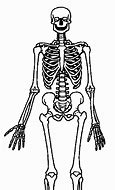 Image result for Free Clip Art Anatomy
