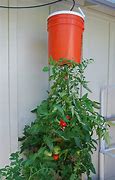 Image result for Vertical Tomato Garden