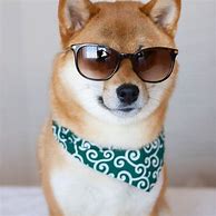Image result for Shiba Inu Aesthetic
