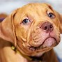 Image result for Red Nose Pitbull Dog