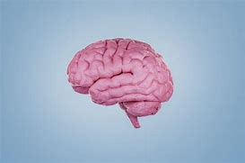 Image result for Brain Shrink