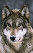 Image result for photo loup