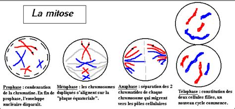 Image result for Disk Washer and Shell Method Graph Examples