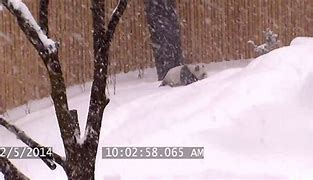 Image result for What Snow Meme