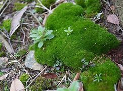 Image result for Moss Plant Drawing