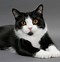 Image result for Cats That Are Black and White
