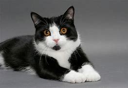Image result for Black and White Male Cat