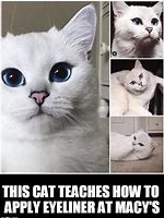 Image result for Eye Liner Cat Meme