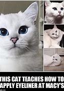 Image result for White Cat Meme Generator