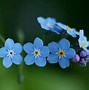 Image result for Forget Me Nots New Haven Mass