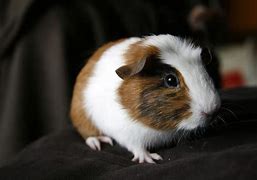 Image result for Miniature Guinea Pigs