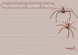 Image result for Huntsman Spider Poisonous