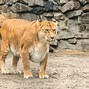 Image result for ligers facts
