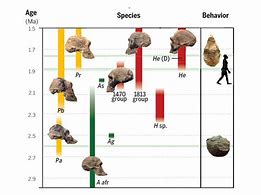 Image result for Human Evolution Chart with Years